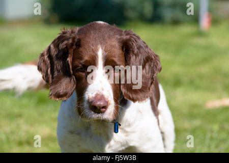 Englisch Springer Spaniel Hund (Canis Lupus Familiaris) im Feld stehen Stockfoto
