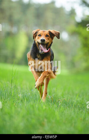 Mischling Hund (Canis Lupus F. Familiaris), gemischte Rasse Hund mit Zunge hängt heraus laufen auf einer Wiese, Deutschland Stockfoto