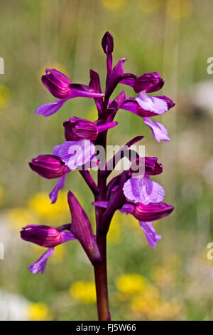 Schmetterling Orchis (Orchis Papilionacea, Anacamptis Papilionacea), Blütenstand Stockfoto