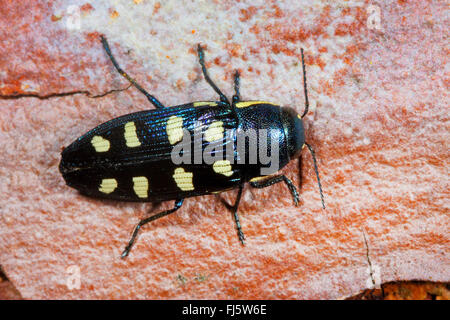 Acht entdeckt Buprestis (Buprestis Octoguttata, Buprestis Albopunctata), auf Rinde, Deutschland Stockfoto