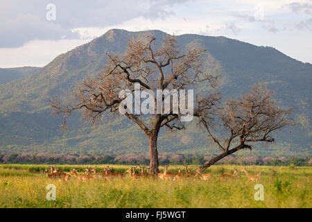 Impala (Aepyceros Melampus), Herde von Impaloeas im Mana Pools Nationalpark, Simbabwe, Mana Pools National Park Stockfoto