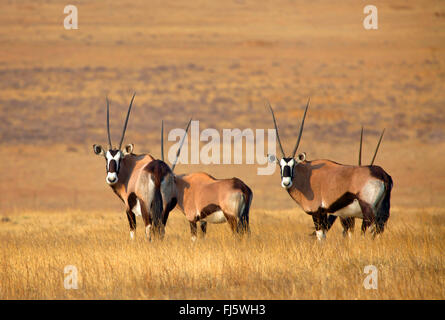 Gemsbock, Beisa (Oryx Gazella), vier Gemsbocks in der Savanne, Südafrika Stockfoto