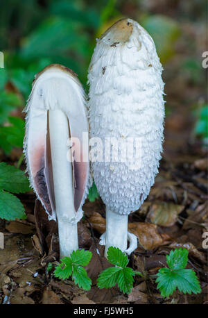 Shaggy Tinte Kappe des Rechtsanwalts Perücke, Shaggy Mähne (Coprinus Comatus, Coprinus Ovatus), zwei Fruchtkörper, halbiert, Oberbayern, Oberbayern, Bayern, Deutschland Stockfoto