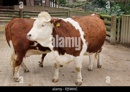 Hinterwald, Hinterwaelder-Rinde, Hinterwaelder Rinder (Bos Primigenius F. Taurus), im Gehäuse, Deutschland Stockfoto