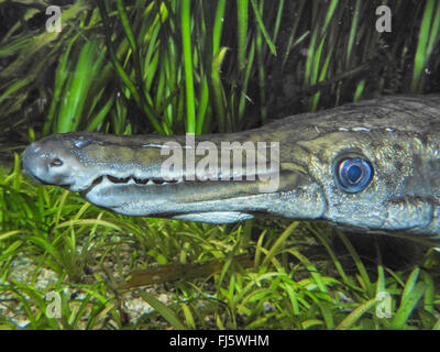 Kaiman Gar (Lepisosteus Platistomus), portrait Stockfoto