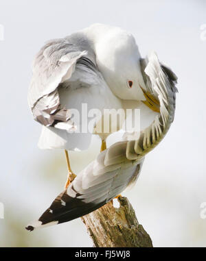 MEW Gull (Larus Canus), Pflege, Norwegen Troms Stockfoto