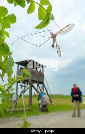 Crane Fly (Tipula spec.), auf einem Zweig mit Blättern, in den Hintergrund Personen auf einem Hochsitz, Apetlon, Seewinkel, Burgenland, Österreich Stockfoto