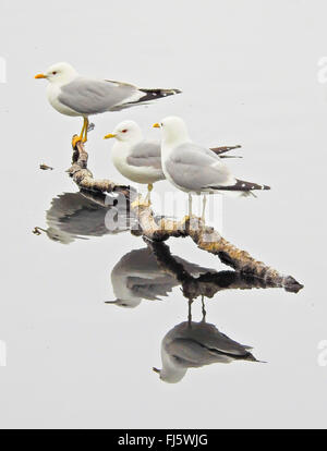 MEW Gull (Larus Canus), drei Mew Möwen auf einen Zweig, Norwegen Troms Stockfoto