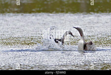 Sterntaucher (Gavia Stellata), Red-throated kämpfen zwei Taucher, Norwegen Troms Stockfoto