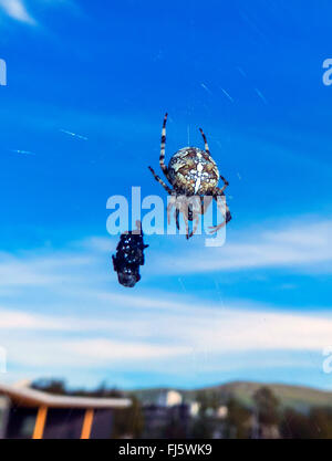 Kreuz Orbweaver, Europäische Kreuzspinne Kreuz Spinne (Araneus Diadematus) mit Beute, Norwegen Troms Stockfoto