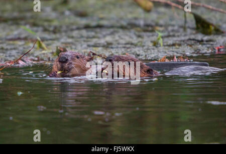 Eurasische Biber, europäische Biber (Castor Fiber), zwei juvenile Biber Fütterung im Wasser, Schweiz, Bodensee Stockfoto