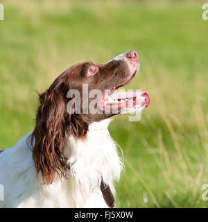 Englisch Springer Spaniel Hund (Canis Lupus Familiaris) Porträt Stockfoto