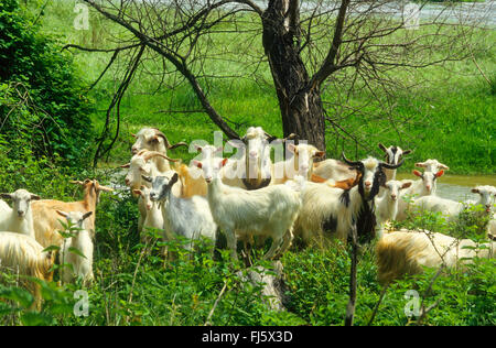 Hausziege (Capra Hircus, Capra Aegagrus F. Hircus), Ziegenherde, Weiden mit Ziegen, Deutschland Stockfoto