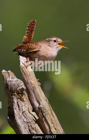 Winter-Zaunkönig (Troglodytes Troglodytes), singen auf einem gebrochenen Zweig, Deutschland Stockfoto