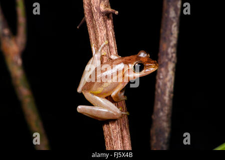 Dumeril Bright-eyed Frog (Boophis Tephraeomystax, Polypedates Tephraeomystax), sitzen an einem Keimling, Madagaskar, Nosy Be, Lokobe Reserva Stockfoto