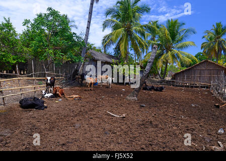 Hausrind (Bos Primigenius F. Taurus), Kühe in einem Sakalava Dorf auf Nosy Be, Madagaskar, Nosy Be, Lokobe Reserva Stockfoto