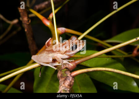 Dumeril Bright-eyed Frog (Boophis Tephraeomystax, Polypedates Tephraeomystax), sittin auf einem Ast, Madagaskar, Nosy Be, Lokobe Reserva Stockfoto