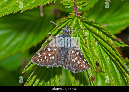 ergrauten Skipper (Pyrgus Malvae), sitzt auf einem Blatt, Deutschland Stockfoto