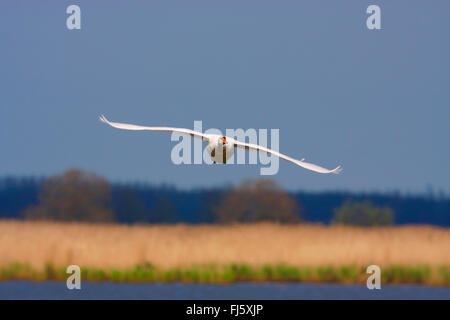 Höckerschwan (Cygnus Olor), fliegen aus Schilf Zone, Niederlande Stockfoto