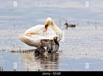 stumm, Schwan (Cygnus Olor), paar Höckerschwan und Netta, Aythya 40-jähriger, Österreich, Burgenland Stockfoto