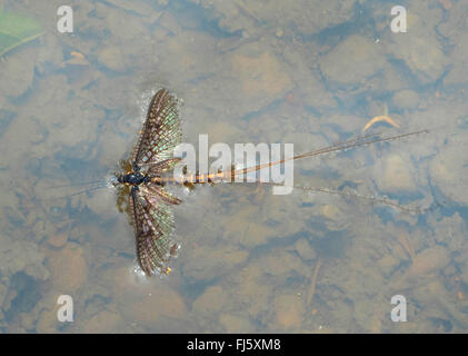 Eintagsfliege (Ephemera spec.), Tote Eintagsfliege auf Wasseroberfläche, Ungarn Stockfoto