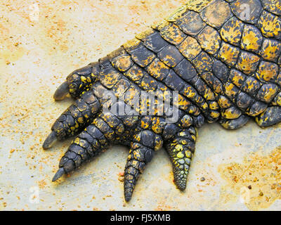 Nil-Krokodil (Crocodylus Niloticus), Vorfuß, Ansicht von oben Stockfoto