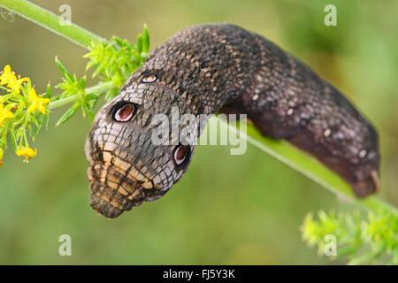 Kleiner Elefant Hawkmoth, kleiner Elefant Falke-Motte (Deilephila Porcellus, Pergesa Porcellus), Raupe ernährt sich von Labkraut, Deutschland Stockfoto