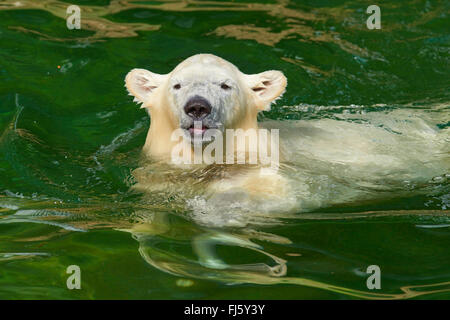 Eisbär (Ursus Maritimus), Schwimmen Stockfoto