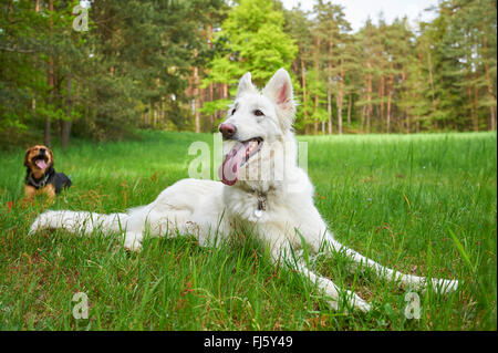 Berger Blanc Suisse (Canis Lupus F. Familiaris), keuchend Berger Blanc Suisse liegen auf einer Wiese, Deutschland Stockfoto