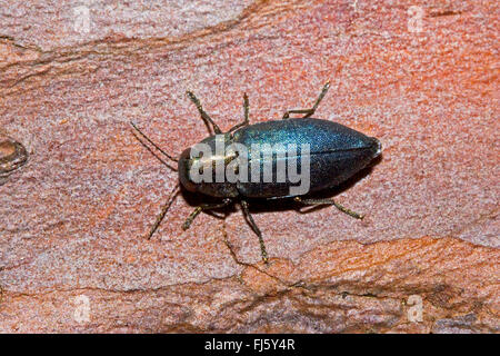 Steelblue Juwel Käfer (Phaenops Cyanea), auf Rinde, Deutschland Stockfoto