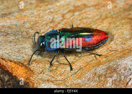 Juwel-Käfer, Holz-langweilig-Käfer (Anthaxia Candens), auf Holz, Deutschland Stockfoto