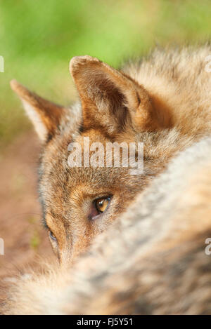 Europäische graue Wolf (Canis Lupus Lupus), Porträt von einem liegend auf dem Boden Wolf, Deutschland, Bayern Stockfoto