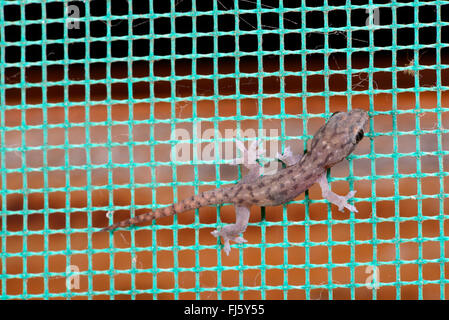 Asiatische Blatt-toed Gecko, asiatische Haus Gecko, Cheechak (Hemidactylus vgl. brookii), junge Gecko sitzt auf einem Moskito Netz in einem Fenster, Madagaskar, Diana Stockfoto