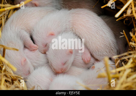 inländische Iltis, inländische Frettchen (Mustela Putorius F. Furo, Mustela Putorius Furo), etwa zwei Wochen alt Wurfgeschwistern in einen Ballen Stroh, Deutschland, Bayern Stockfoto