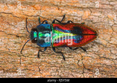 Juwel-Käfer, Holz-langweilig-Käfer (Anthaxia Candens), auf Holz, Deutschland Stockfoto