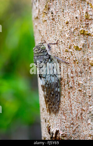 Zikaden (Auchenorrhyncha), Zikade auf einem Baumstamm, Madagaskar, Nosy Be, Lokobe Reserva Stockfoto