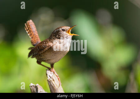 Winter-Zaunkönig (Troglodytes Troglodytes), singen auf einem gebrochenen Zweig, Deutschland Stockfoto