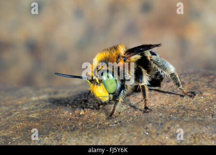 Kleine Blume-Biene (Anthophora Bimaculata), Männlich, Deutschland Stockfoto