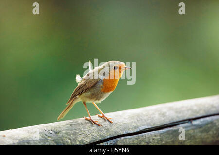 Rotkehlchen (Erithacus Rubecula), sitzt auf einem hölzernen Zaun, Deutschland, Bayern Stockfoto