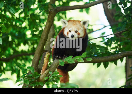 kleinere Panda, roter Panda (Ailurus Fulgens), sitzt auf einem Ast an einem Baum Stockfoto