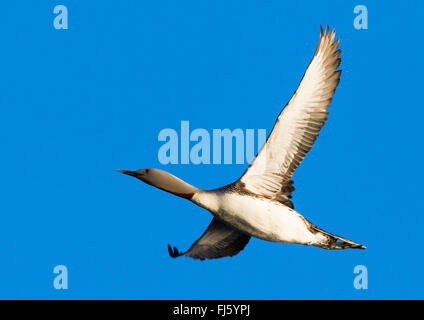 Sterntaucher (Gavia Stellata), roter-throated Taucher im Flug am blauen Himmel, Norwegen Troms Stockfoto