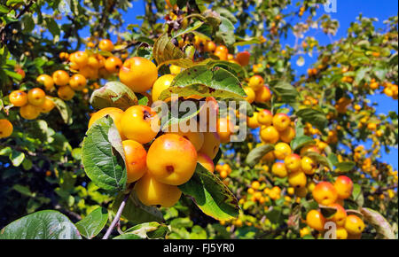 Toringo Holzapfel, Toringo Holzapfel (Malus X zumi 'Golden Hornet', X zumi Malus Golden Hornet), Zweig mit Früchten, Sorte Golden Hornet Stockfoto