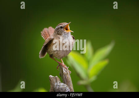 Winter-Zaunkönig (Troglodytes Troglodytes), singen auf einem gebrochenen Zweig, Deutschland Stockfoto