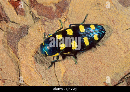 Acht entdeckt Buprestis (Buprestis Octoguttata, Buprestis Albopunctata), auf Rinde, Deutschland Stockfoto