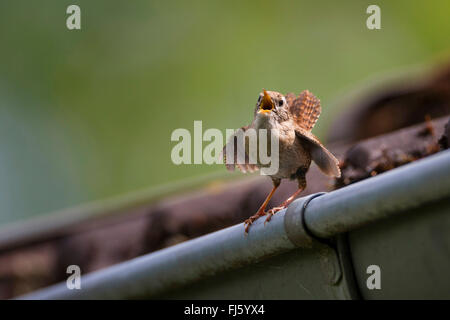 Winter-Zaunkönig (Troglodytes Troglodytes), singen an einer Regenrinne, Deutschland Stockfoto