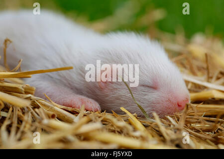 inländische Iltis, inländische Frettchen (Mustela Putorius F. Furo, Mustela Putorius Furo), zwei Wochen altes Jungtier, Deutschland, Bayern Stockfoto