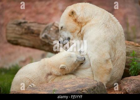 Eisbär (Ursus Maritimus), Polar Bear Cub ist von seiner Mutter gesäugt Stockfoto