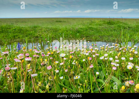 gemeinsamen Daisy, Rasen Daisy, englische Gänseblümchen (Bellis Perennis), Daisy Wiese, Österreich, Burgenland Stockfoto