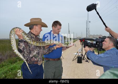Ein Florida Wildlife Control Officer hält eine aufgenommenen burmesischen Python für ein TV-Kameramann bei der Kick-off für die 2016 Python Herausforderung in den Everglades National Park 14. Januar 2016 in der Nähe von Homestead, Florida. Die Python ist eine invasive Art von Unfall eingeführt und nun im direkten Wettbewerb mit der Top-Räuber im Ökosystem Everglades. Stockfoto
