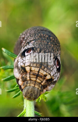 Kleiner Elefant Hawkmoth, kleiner Elefant Falke-Motte (Deilephila Porcellus, Pergesa Porcellus), Raupe ernährt sich von Labkraut, Deutschland Stockfoto